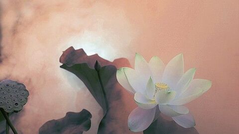 Hoa nở gặp Phật