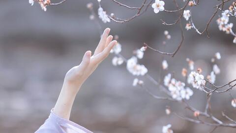 Người ở hồng trần, nào phải trên nhành mai(II)