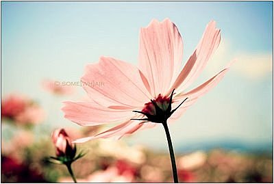 beautiful_pink-flower-wallpaper[1].jpg